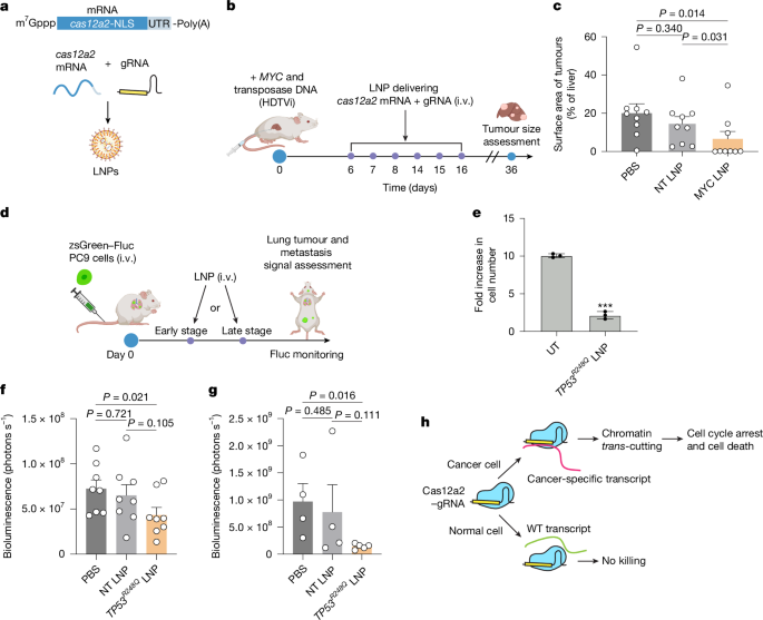 Fig. 5: In vivo anti-tumour test.