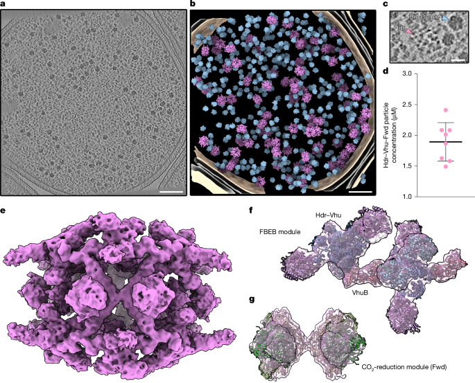 Fig. 2: In situ visualization of the Hdr–Vhu–Fwd super-assembly in M. maripaludis.