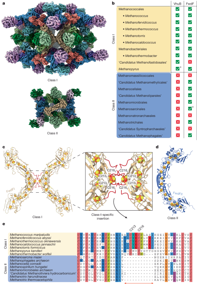 Fig. 6: Polyferredoxins are responsible for different class I and II Hdr super-assemblies in methanogens.