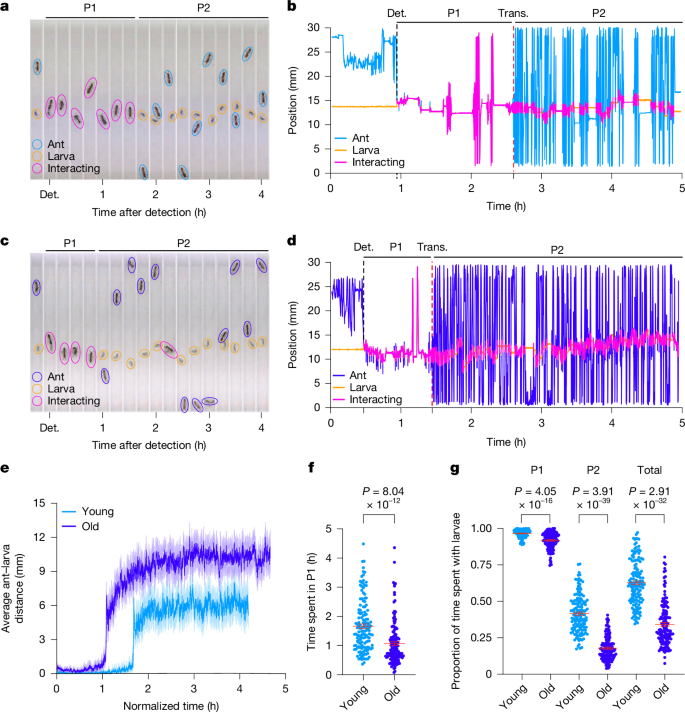Fig. 2: Automated behavioural analysis reveals biphasic and age-dependent responses to larvae.