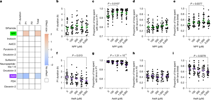 Fig. 3: An unbiased neuropeptide screen identifies NPF and AstA as regulators of brood-care behaviour.