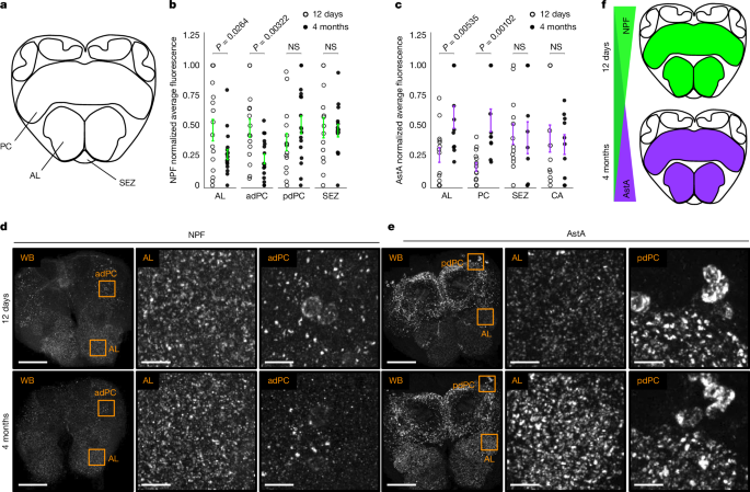 Fig. 4: Levels of NPF and AstA peptides in the brain change with age.