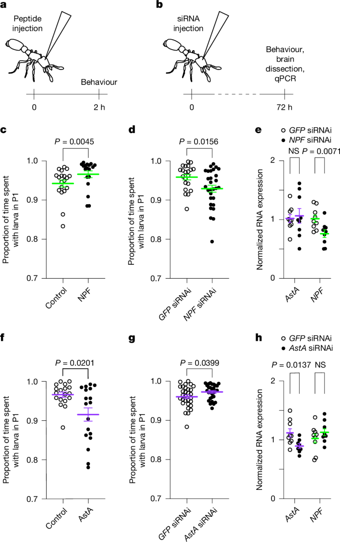 Fig. 5: Modulating the balance of NPF and AstA in the brain alters brood-care behaviour.