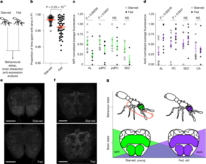 Fig. 6: Nutritional status regulates NPF and AstA levels and brood-care behaviour.