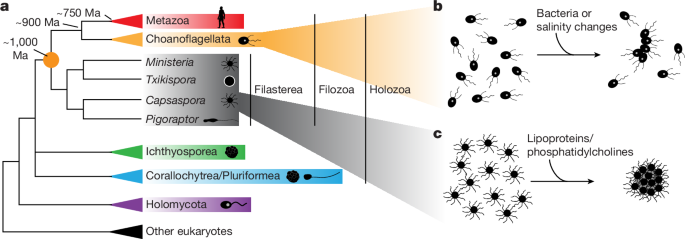 Fig. 1: Multicellular aggregation in unicellular holozoans.