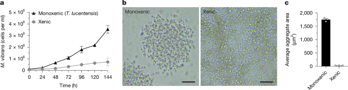 Fig. 2: M. vibrans forms multicellular clusters in monoxenic culture with an alphaproteobacterium.