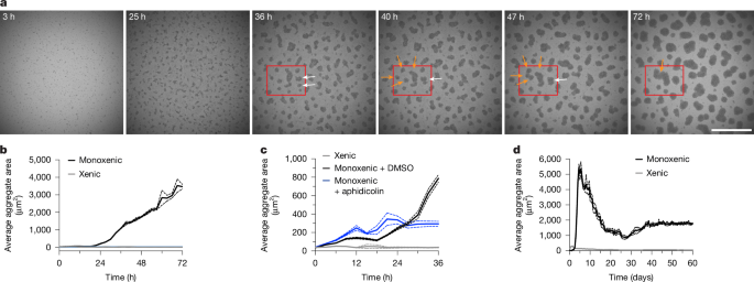 Fig. 3: M. vibrans forms homogeneous multicellular clusters through aggregation.