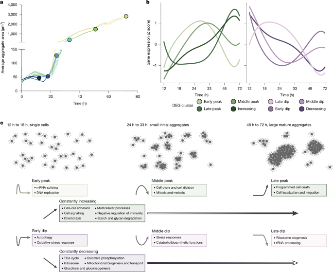 Fig. 4: Dynamics of gene expression during M. vibrans aggregation time series.
