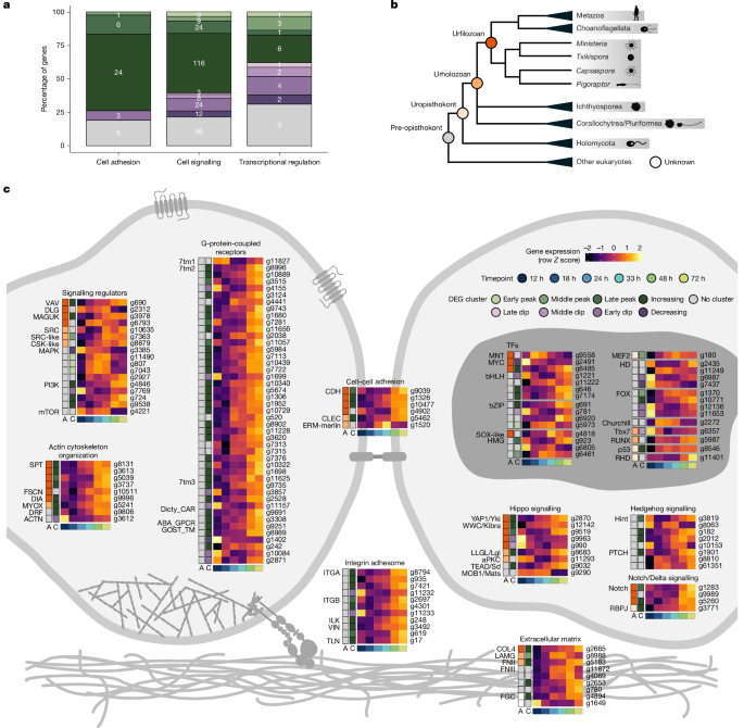 Fig. 5: Key animal multicellularity genes are expressed during M. vibrans aggregation.