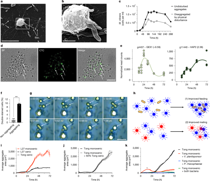Fig. 6: Evolutionary drivers of aggregation.