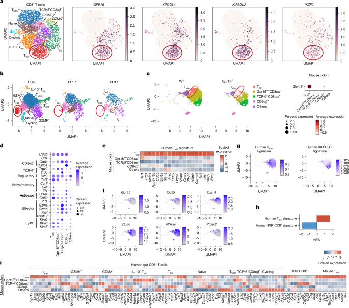 Fig. 3: Transcriptomics of CD8+ T cells from human and mouse colon.