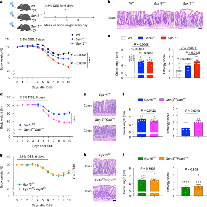 Fig. 4: CD8+ TIGR cells, rather than FOXP3+ T cells, are essential to prevent colitis.