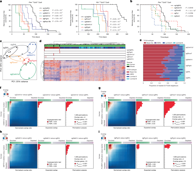 Fig. 3: BLBC driver genes drive transcriptional heterogeneity in mouse and human tumours.