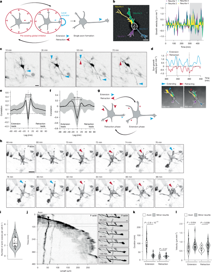 Fig. 1: Oscillatory neurite growth, but not persistent axonal growth, is associated with actin waves.