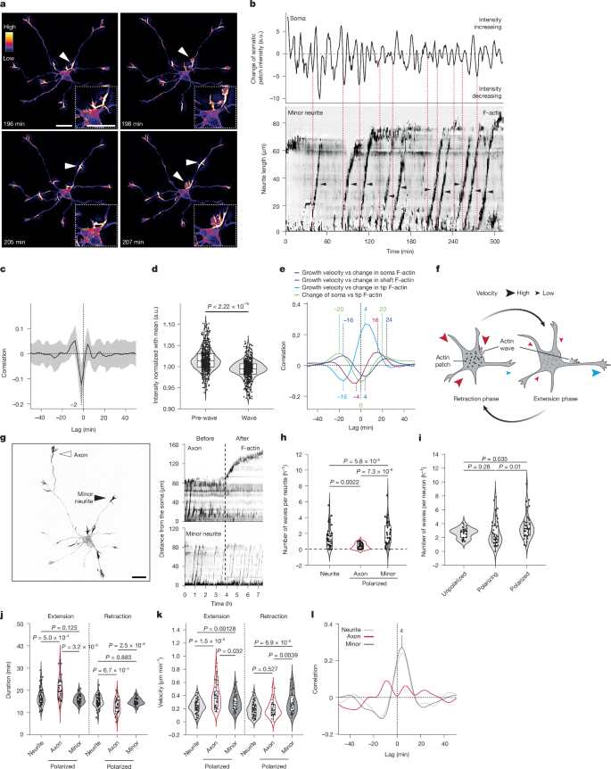 Fig. 2: Oscillatory neurite growth is coupled with actin fluctuations originating from somatic actin patches.