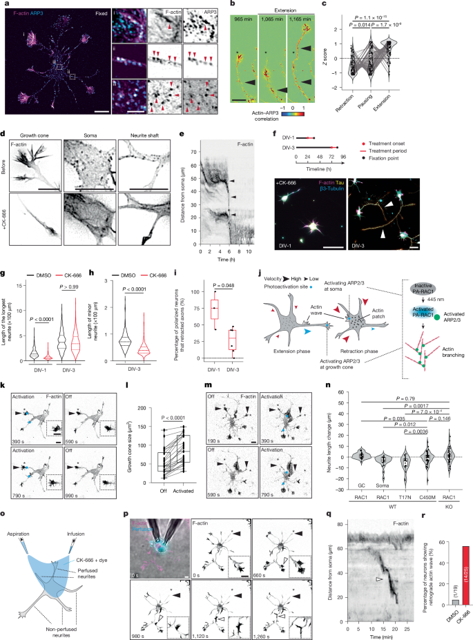 Fig. 3: The ARP2/3 complex coordinates oscillatory neurite growth through location-dependent control of growth.
