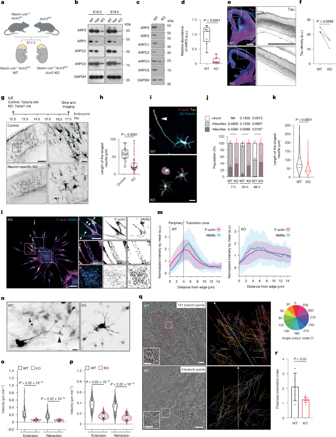 Fig. 4: Axonal growth requires the ARP2/3 complex to counteract the dominance of actomyosin.
