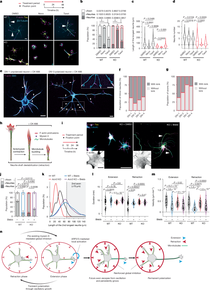 Fig. 5: ARP2/3 prevents microtubule buckling and enables persistent growth by antagonizing actomyosin contractility.