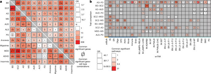 Fig. 4: snTWAS uncovers shared genetic effects on gene expression dysregulation across disorders.