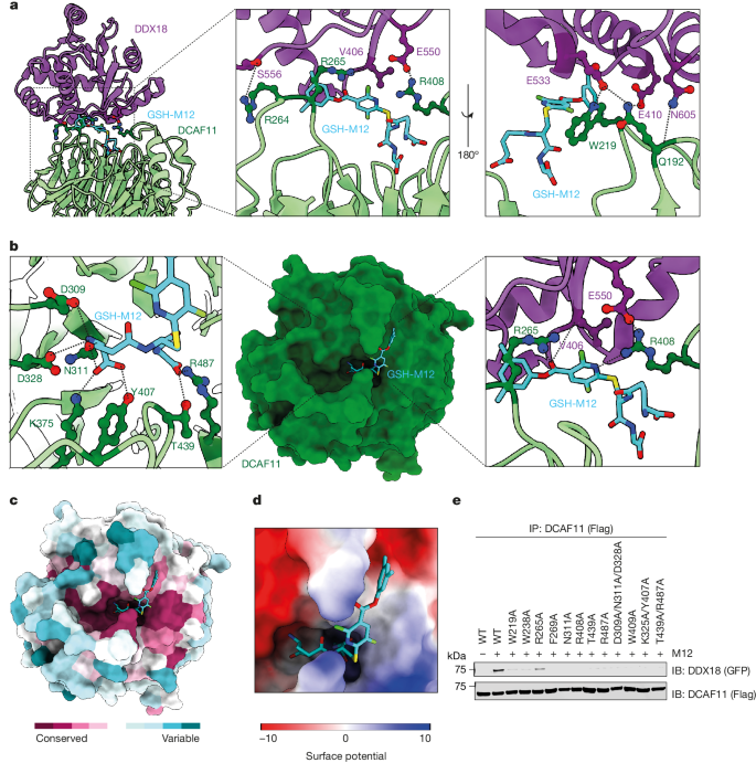 DCAF11-dependent molecular glue degrader activated by glutathionylation