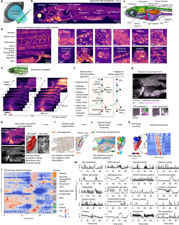 Figure 1, Ruetten et al., Nature 2026