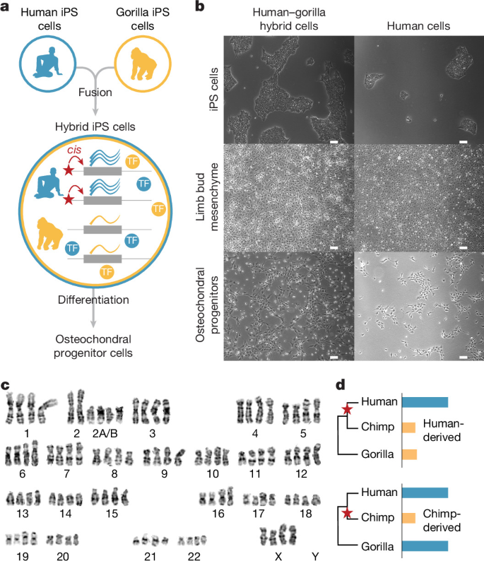 Fig. 2: Human–ape hybrid cells reveal human-specific changes in gene expression.