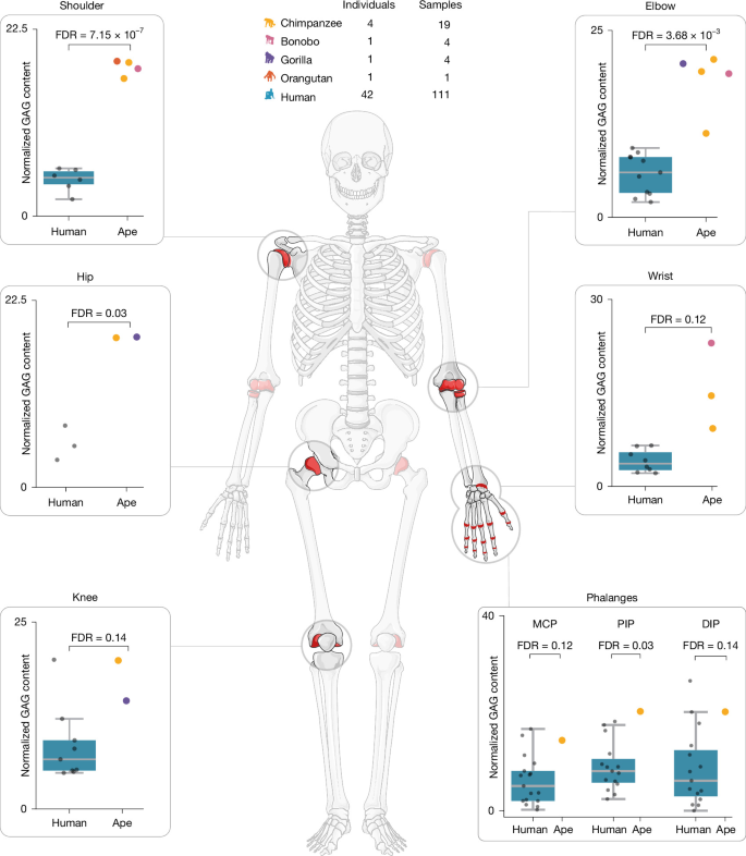 Fig. 4: GAG content decreased in several joints during human skeletal evolution.