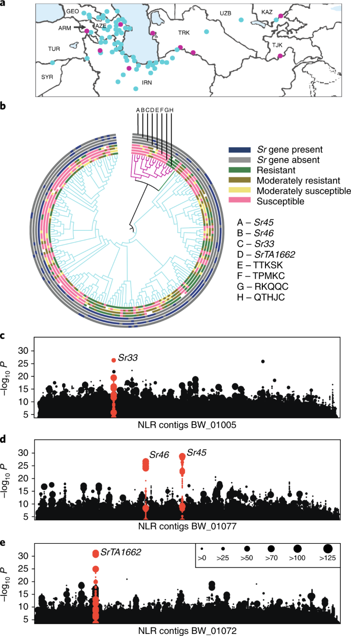 Resistance Gene Cloning From A Wild Crop Relative By Sequence Capture And Association Genetics Nature Biotechnology