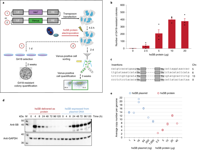 soluble sleeping beauty transposase