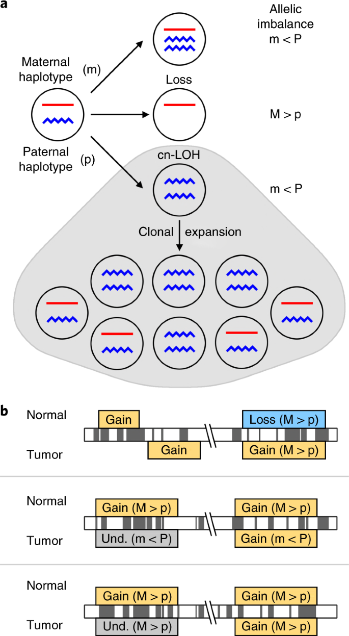 Large Scale Analysis Of Acquired Chromosomal Alterations In Non Tumor Samples From Patients With Cancer Nature Biotechnology Large Scale Analysis Of Acquired Chromosomal Alterations In Non Tumor Samples From Patients With Cancer Nature Biotechnology