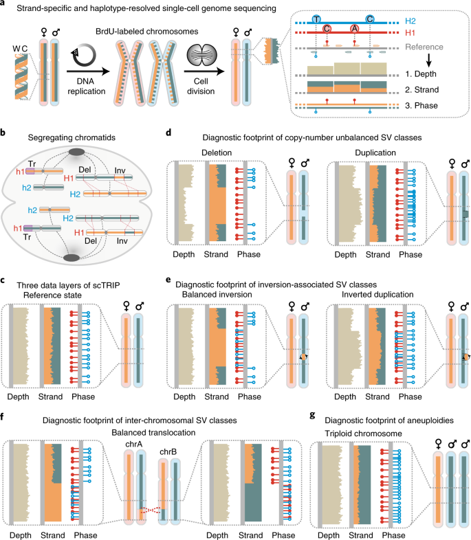 Single Cell Analysis Of Structural Variations And Complex Rearrangements With Tri Channel Processing Nature Biotechnology