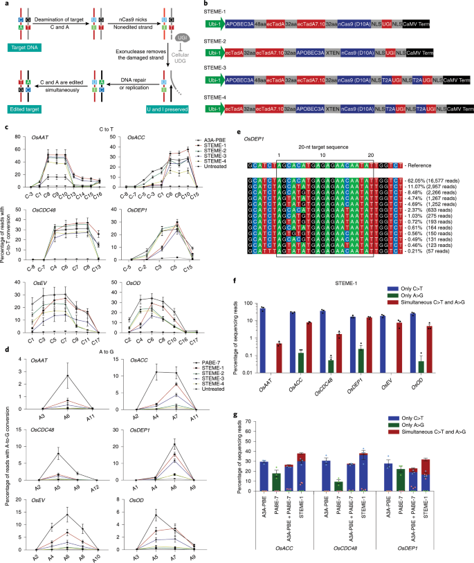 Targeted Random Mutagenesis Of Plant Genes With Dual Cytosine And Adenine Base Editors Nature Biotechnology Targeted Random Mutagenesis Of Plant Genes With Dual Cytosine And Adenine Base Editors Nature Biotechnology