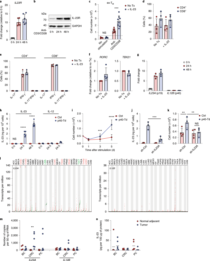 Interleukin 23 Engineering Improves Car T Cell Function In Solid Tumors Nature Biotechnology