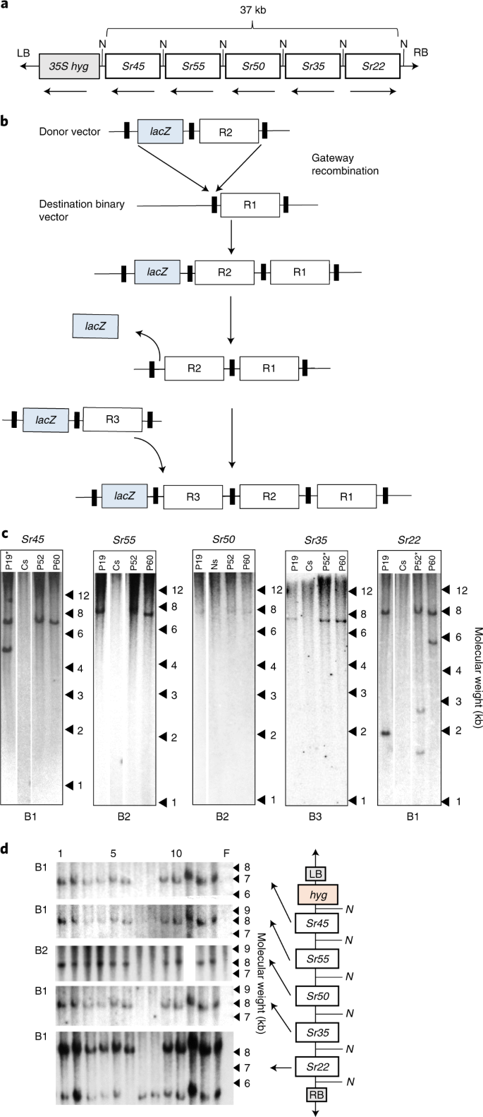 A five-transgene cassette confers broad-spectrum resistance to a fungal  rust pathogen in wheat | Nature Biotechnology
