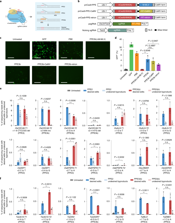 Prime Genome Editing In Rice And Wheat Nature Biotechnology