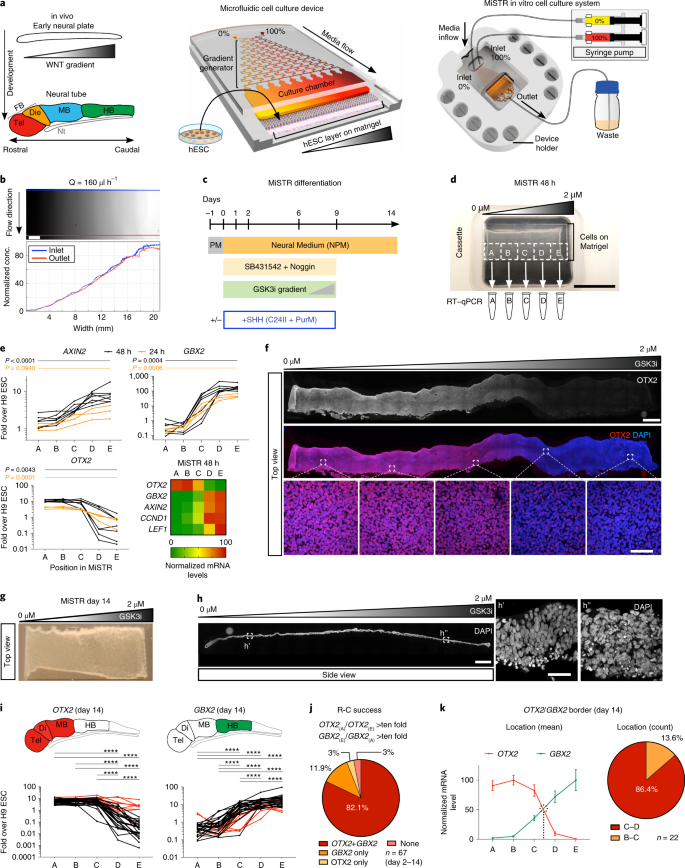 Modeling Neural Tube Development By Differentiation Of Human