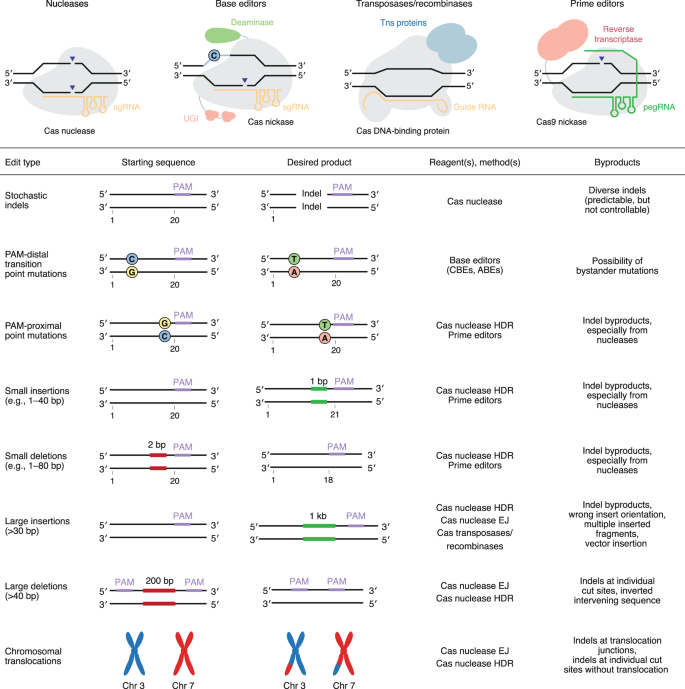 Genome editing with CRISPR–Cas nucleases, base editors, transposases and  prime editors | Nature Biotechnology