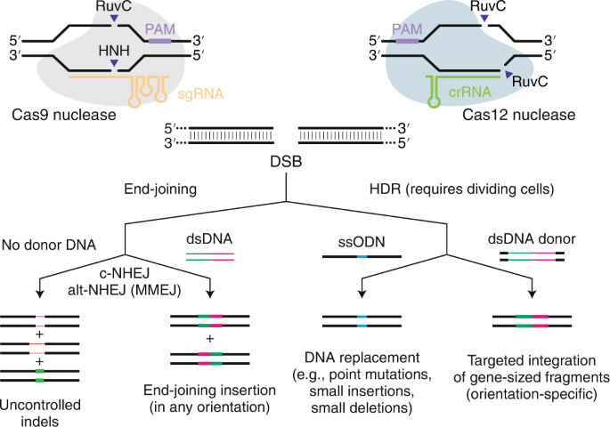 Rug hovedpine Rusland Genome editing with CRISPR–Cas nucleases, base editors, transposases and  prime editors | Nature Biotechnology