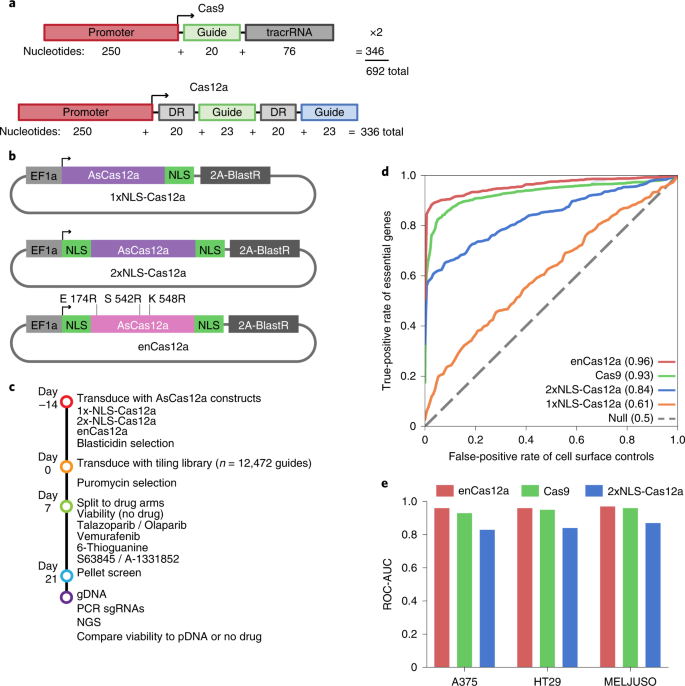 Optimization Of Ascas12a For Combinatorial Genetic Screens In Human Cells Nature Biotechnology Optimization Of Ascas12a For Combinatorial Genetic Screens In Human Cells Nature Biotechnology