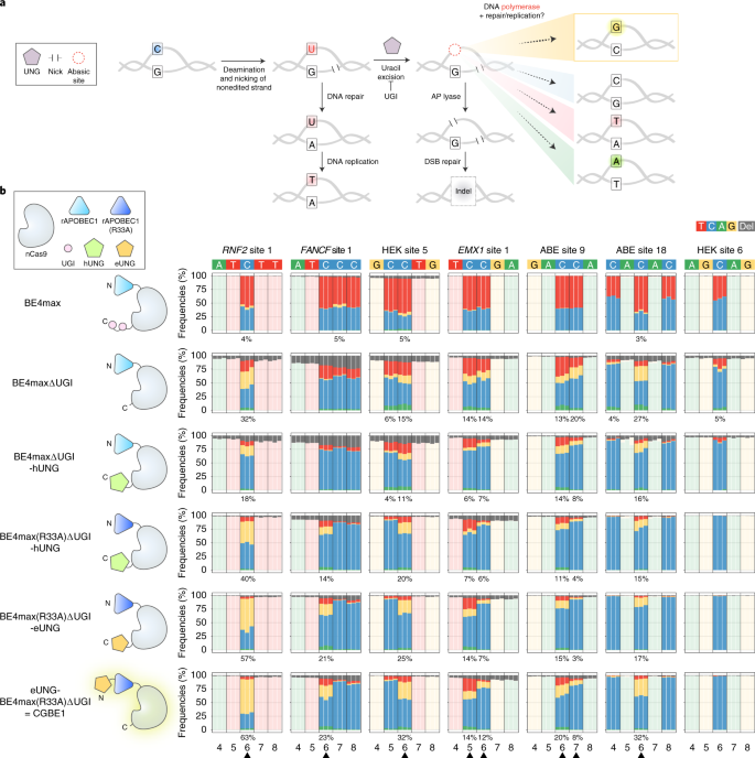 Crispr C To G Base Editors For Inducing Targeted Dna Transversions In Human Cells Nature Biotechnology