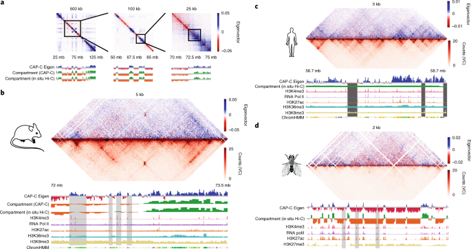 Direct Dna Crosslinking With Cap C Uncovers Transcription Dependent Chromatin Organization At High Resolution Nature Biotechnology