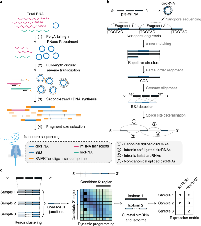Comprehensive Profiling Of Circular Rnas With Nanopore Sequencing And Ciri Long Nature Biotechnology Comprehensive Profiling Of Circular Rnas With Nanopore Sequencing And Ciri Long Nature Biotechnology