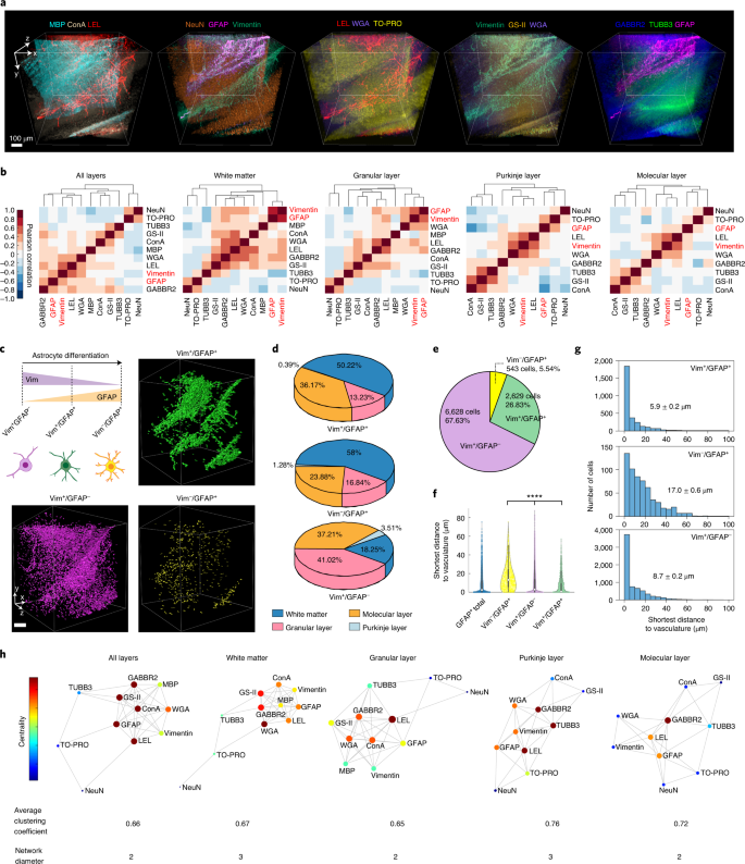 Highly Multiplexed Volumetric Mapping With Raman Dye Imaging And Tissue Clearing Nature Biotechnology