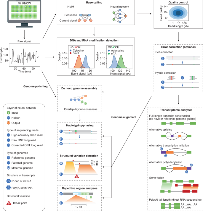 Nanopore: tecnologia de sequenciamento de long reads