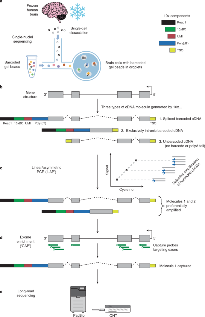 Single-nucleus RNA and ATAC sequencing reveals the impact of