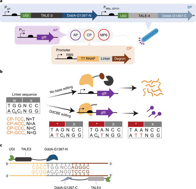 Fig. 1: Phage-assisted evolution of DddA-derived cytosine base editor for improved activity and expanded targeting scope.