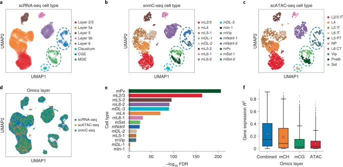 Fig. 3: Triple-omics integration of the mouse cortex.
