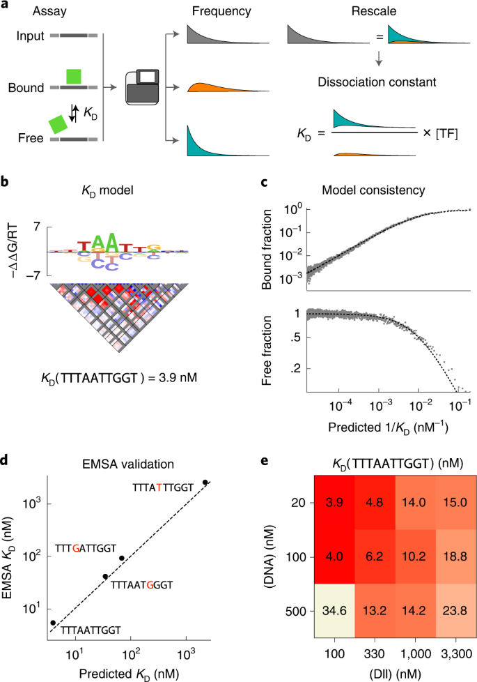 Fig. 4: ProBound infers absolute KD values.