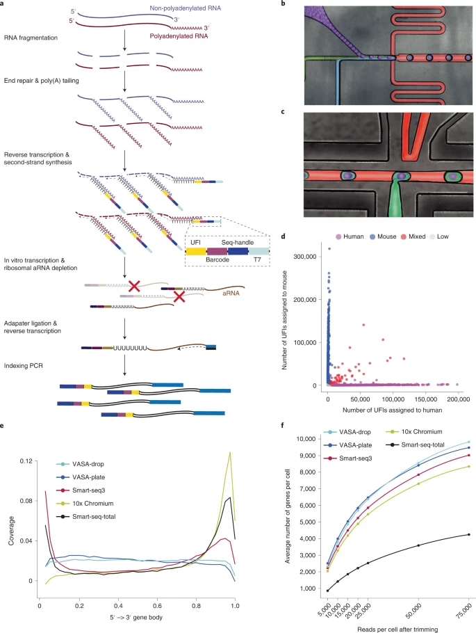 High-throughput total RNA sequencing in single cells using VASA-seq
