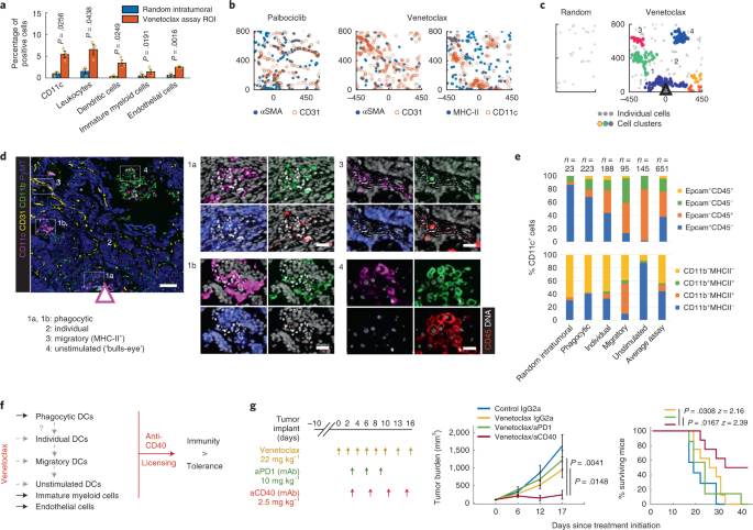 Fig. 3: Local TME changes induced by venetoclax and whole animal studies testing the combination treatment efficacy with the predicted anti-CD40 immunotherapy.